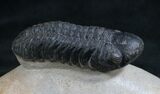 Large Reedops Trilobite - #8030-2